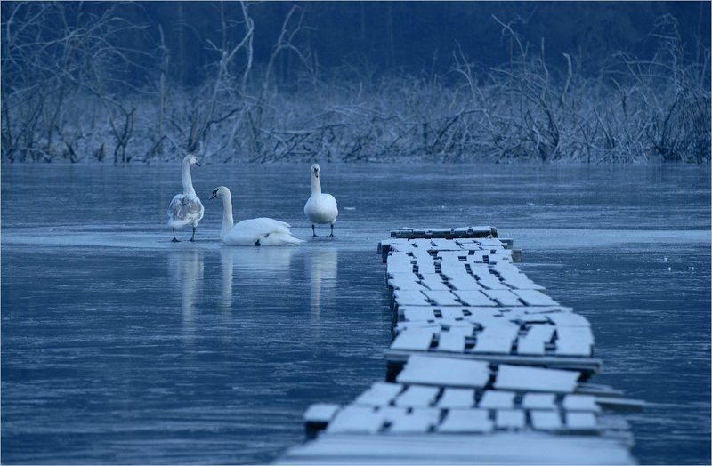 лебединая драма фото превью
