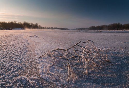 И на льду растут деревья