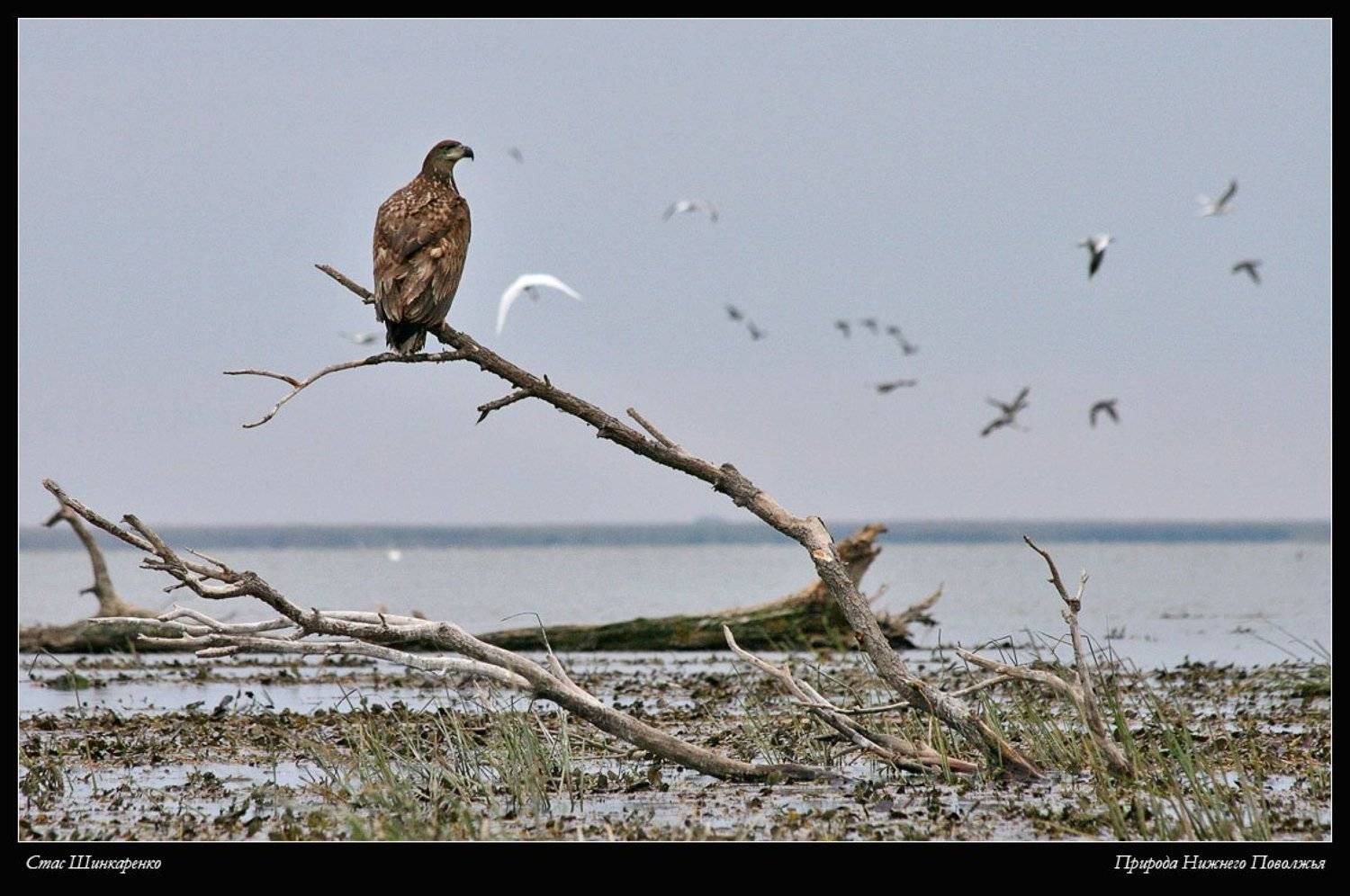 , Станислав Шинкаренко