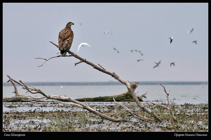 Хозяин дельты фото превью