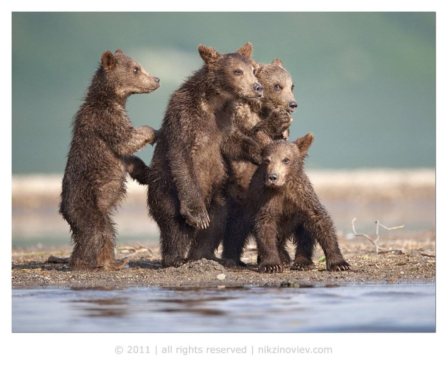 мишки, медведи, дикая природа, камчатка, россия, Николай Зиновьев