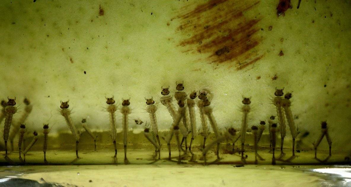 сюрреализм, комар, закат, Михаил Псарёв