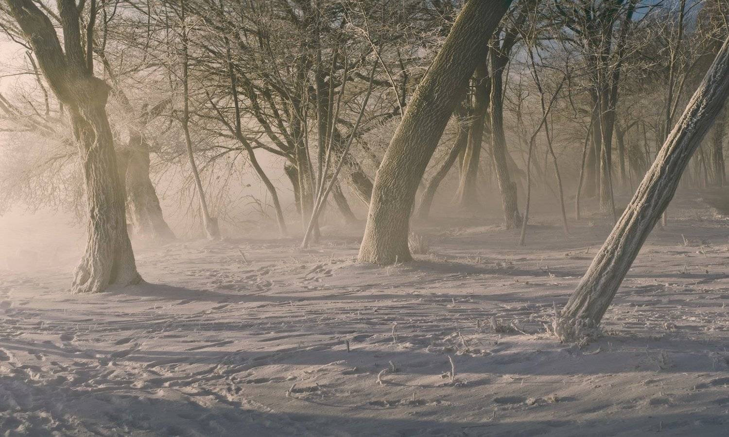 город, парк, зима,, ФЁДОР