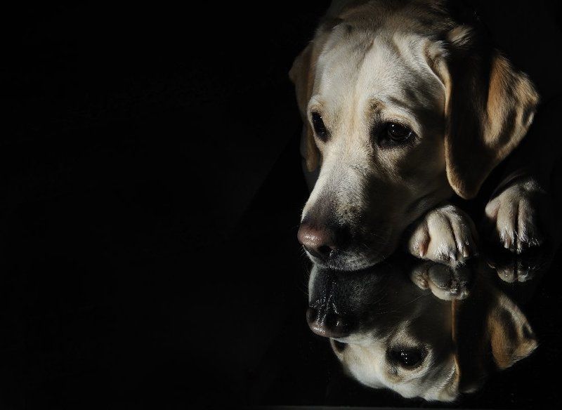 лабрадор, собаки Льюис Керролл о собаках ничего не писал... фото превью