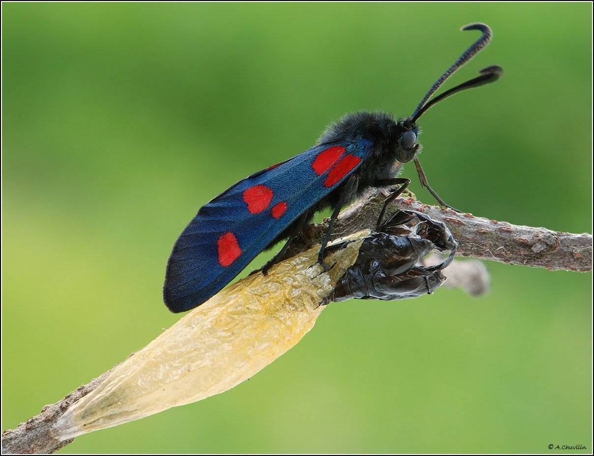 бабочка,пестрянка,trifolii,кокон, Александр Чувилин