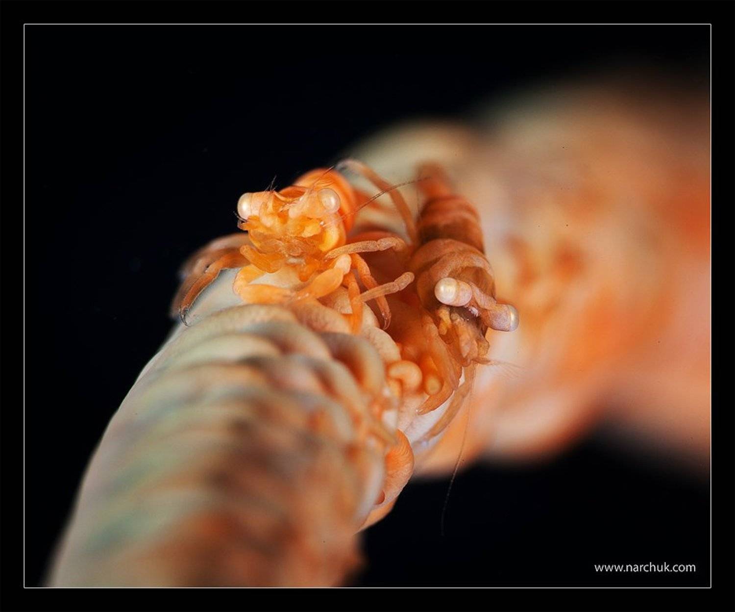 , Нарчук Андрей