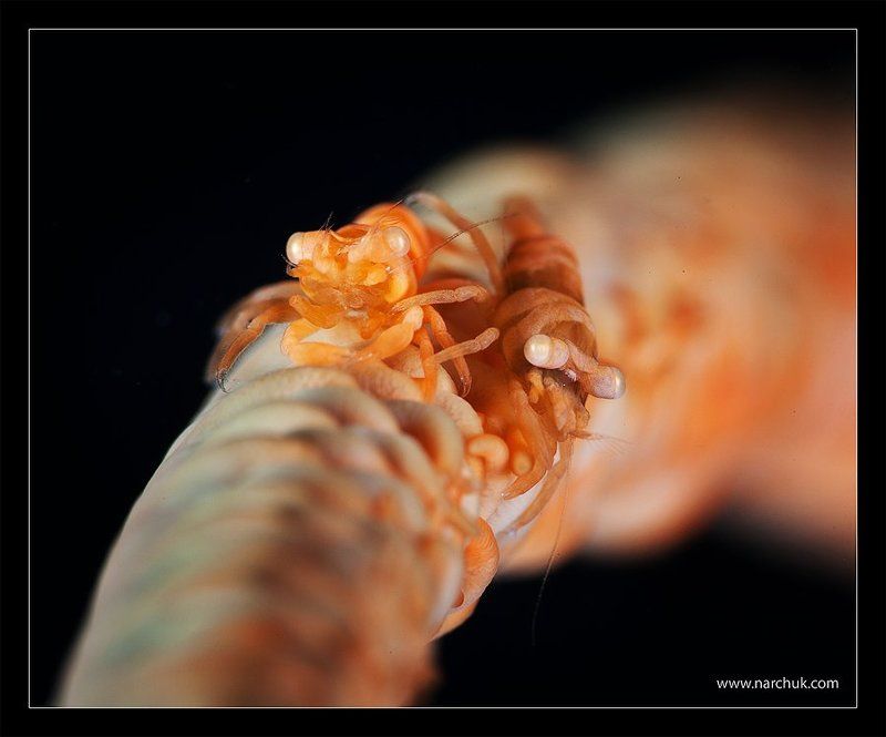 Близнецы фото превью