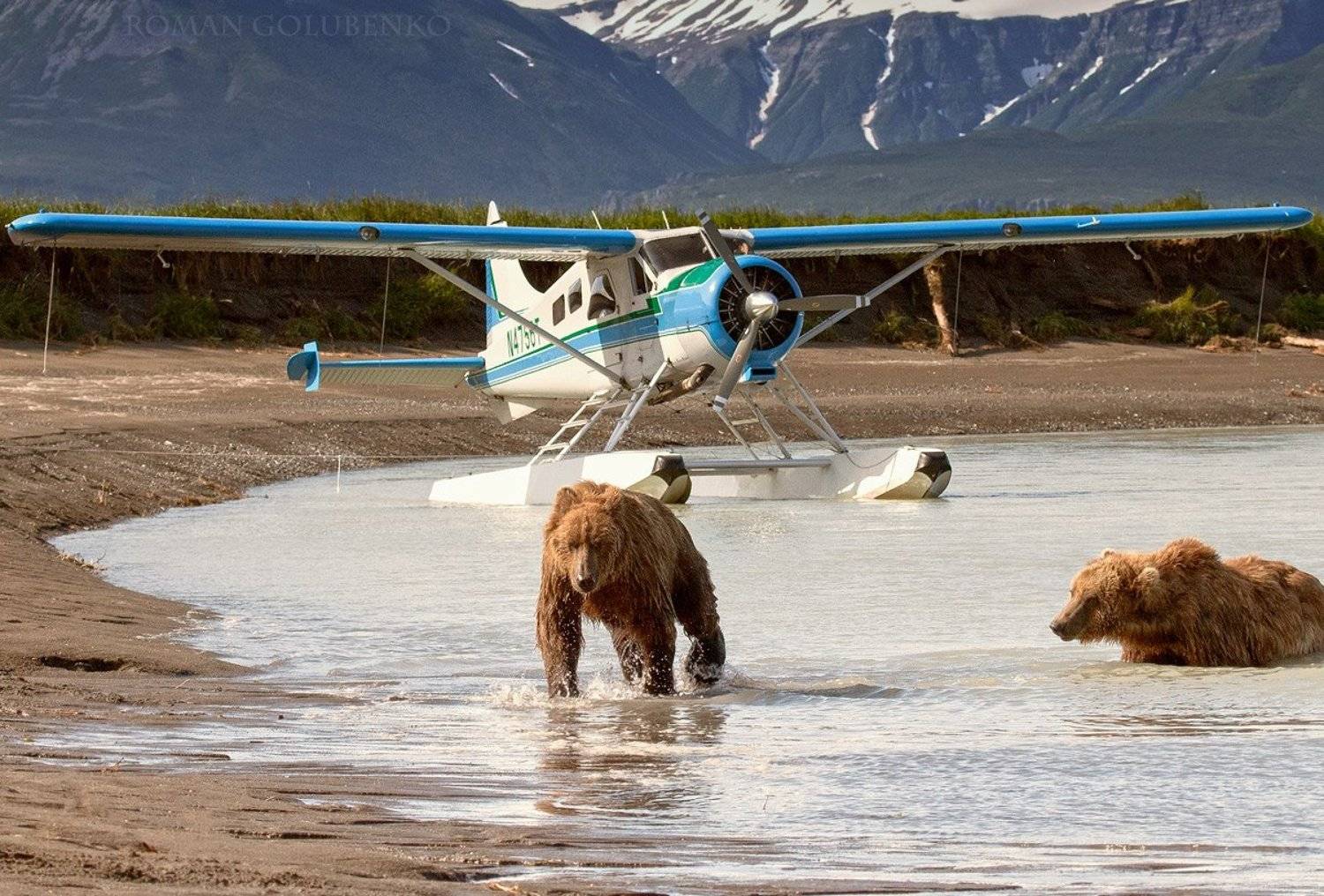 медведи, бурые, гризли, аляска, alaska, grizzly, brown, bear, bears, roman, golubenko, aircraft, coastal, photo, photographer, picture, Roman Golubenko