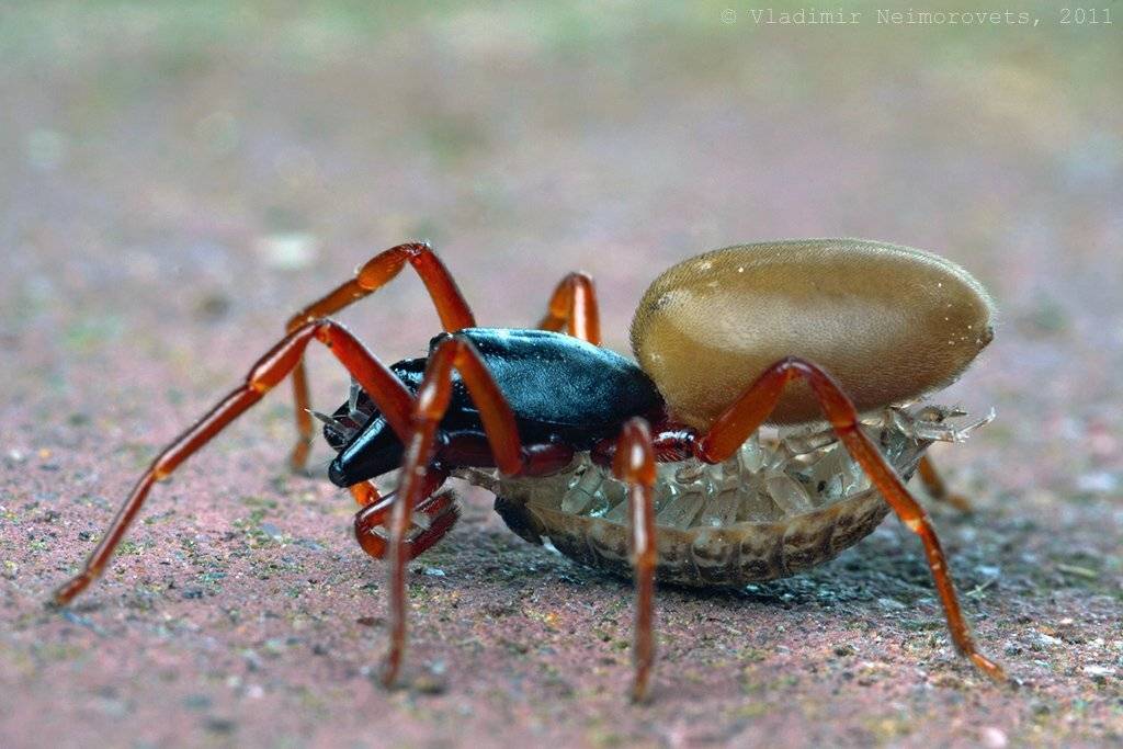 Dysderidae, isopoda, krasnodar territory, norh-west caucasus, slater, spider, wood louse, краснодарский край, мокрица, паук, северо-западный кавказ, северский район, Vladimir Neimorovets