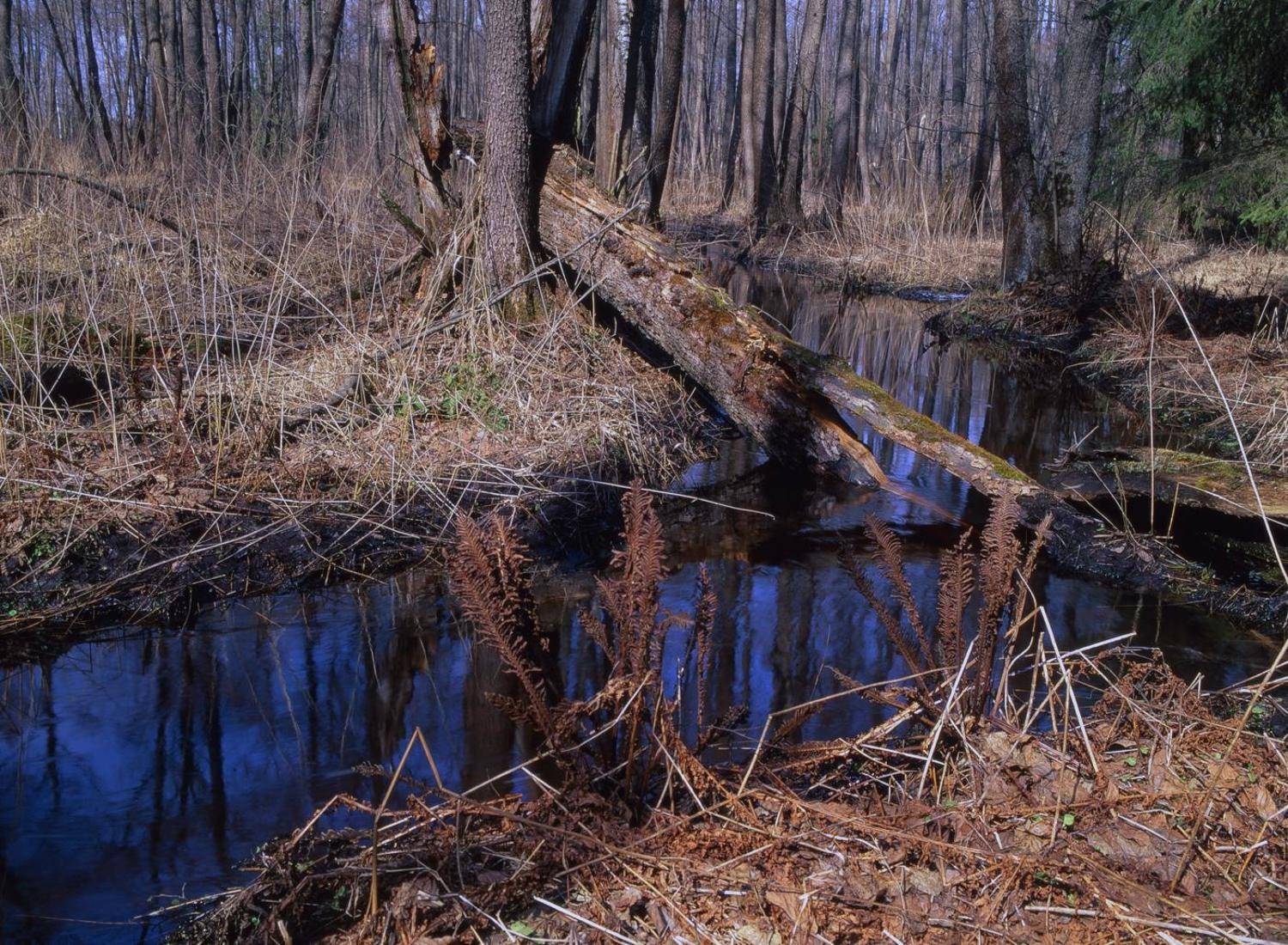 лес.ручей.вода., Вадим