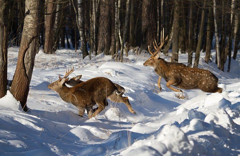 олень, пятнистый олень Пятнистые олени фото превью