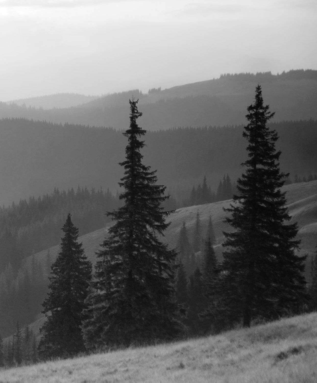 природа, пейзаж, панорама, карпаты, вечер, Piligrim