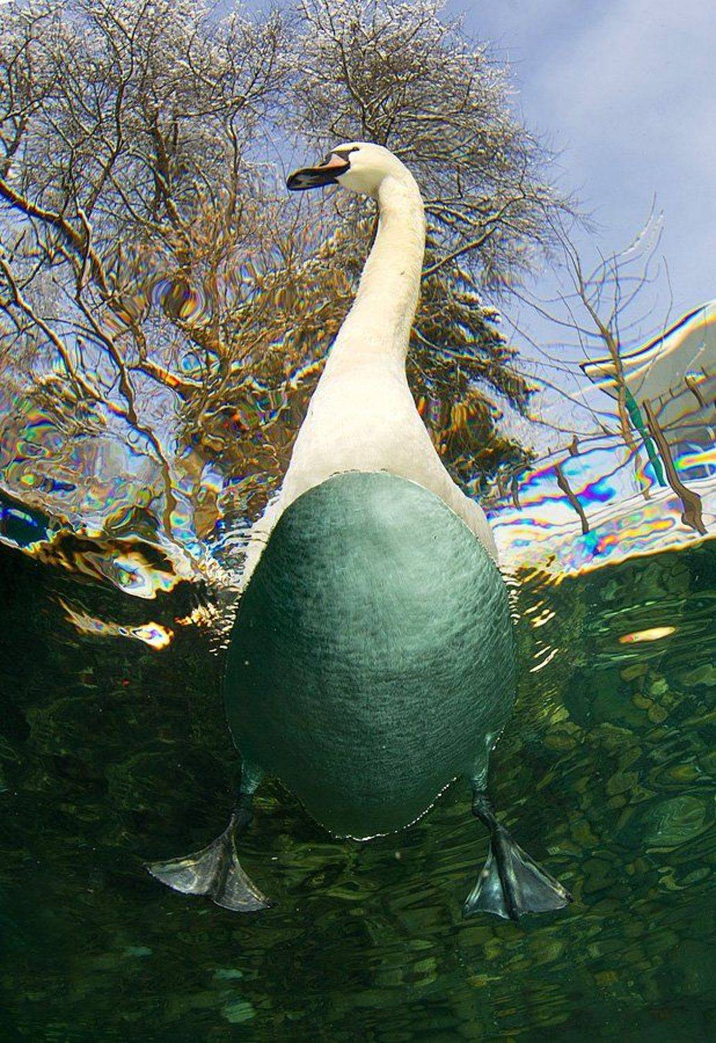 , Витя Лягушкин