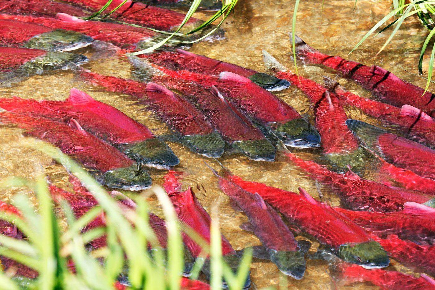 лосось, нерка, брачный период, командорские острова, Utkin  Dmitriy