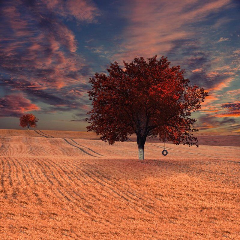 field, house, tree, grass, green, wheat, ground, tire, grain Time to time i come here to read a book фото превью