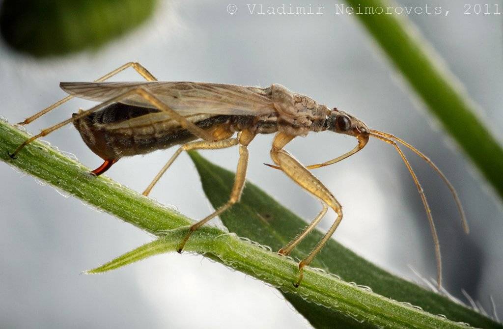 краснодарский край, северо-западный кавказ, клоп, nabidae, nabis, самка, откладывание яиц, female, putting off of eggs, krasnodar territory, north-wes, damsel bug, Vladimir Neimorovets