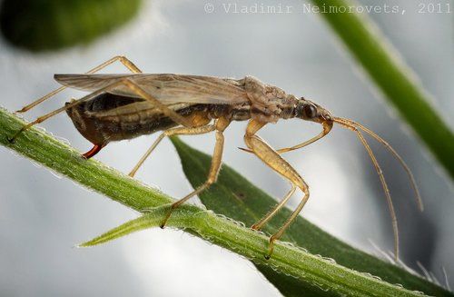 Nabis sp. в процессе яйцекладки