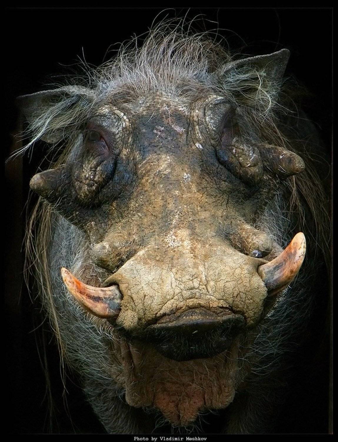 , &copy; =Vladimir Meshkov=