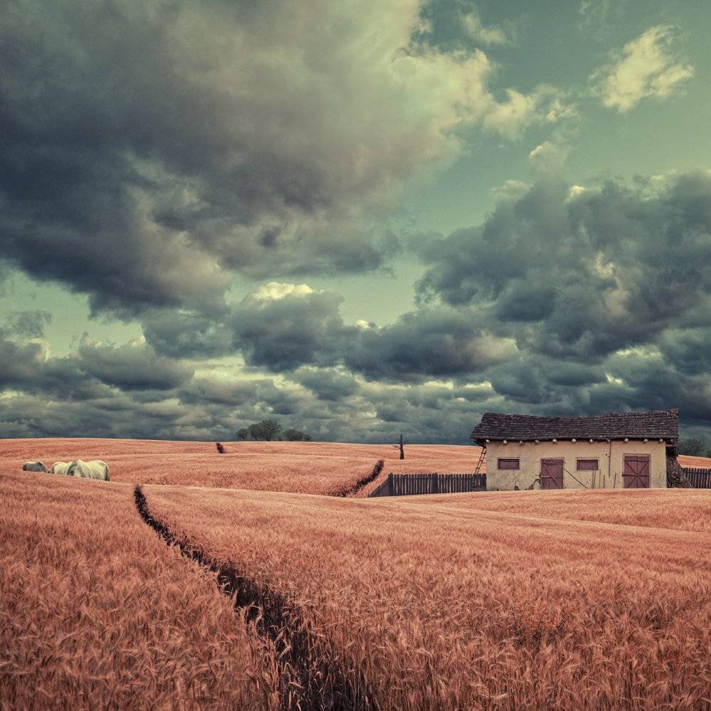 farm, horse, grain, field, fence, wood, ladder, tree, small, clouds, sky, alone, isolated, beautiful, hangar, door, light, wheat, grain, grass, way, Caras Ionut