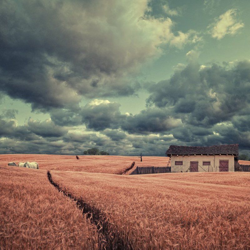 farm, horse, grain, field, fence, wood, ladder, tree, small, clouds, sky, alone, isolated, beautiful, hangar, door, light, wheat, grain, grass, way My little farm фото превью