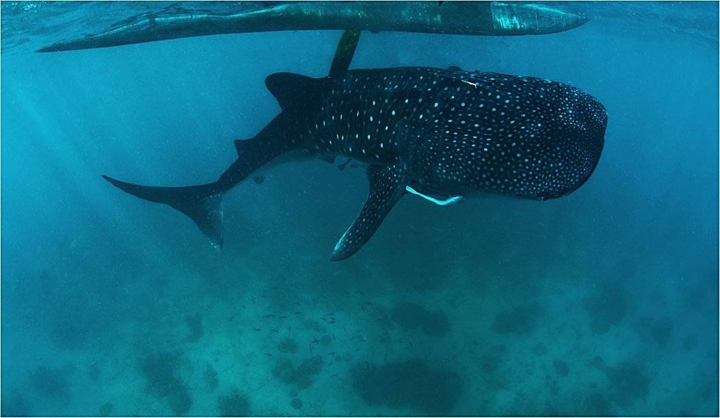 филиппины, тихий океан, китовая акула, Сергей Гаспарян