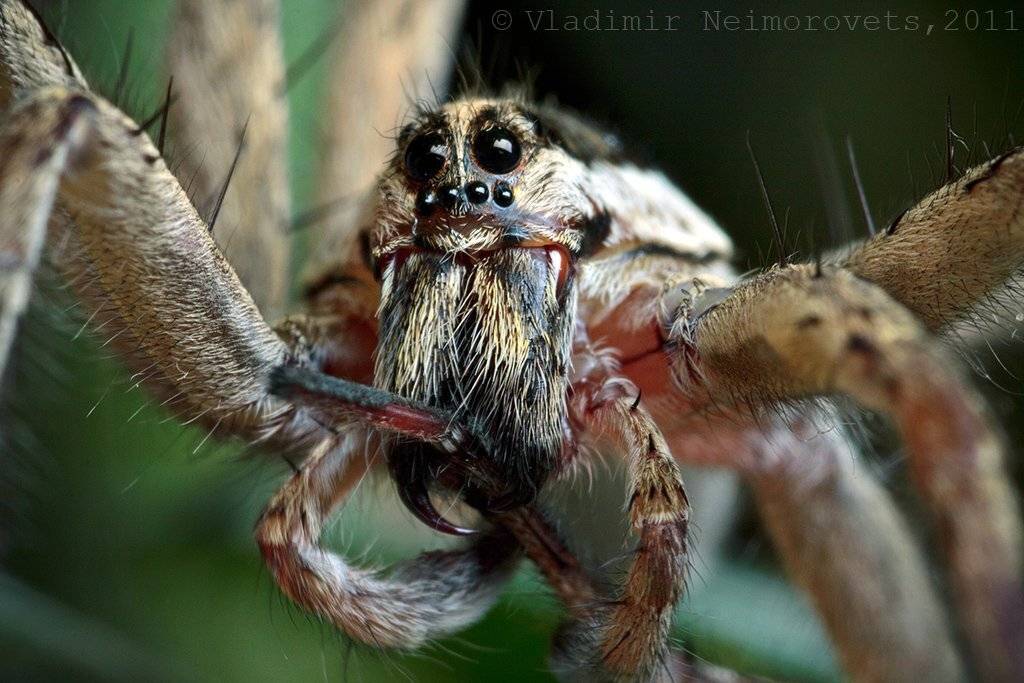 краснодарский край, северо-западный кавказ, krasnodar territory, north-west caucasus, hogna radiata, spider, lycosidae, Vladimir Neimorovets