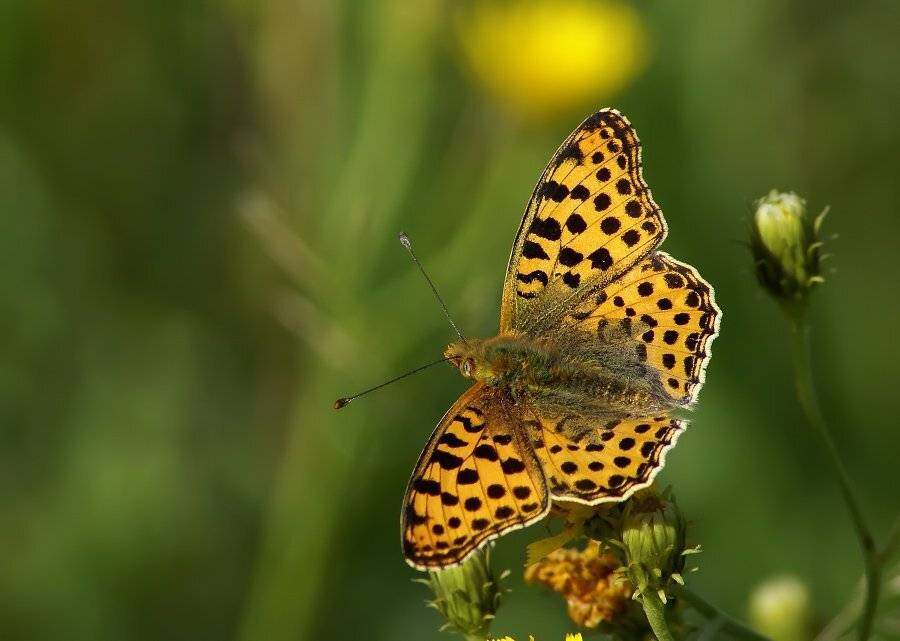 перламутровка, полевая, Cheplenko Aleksey