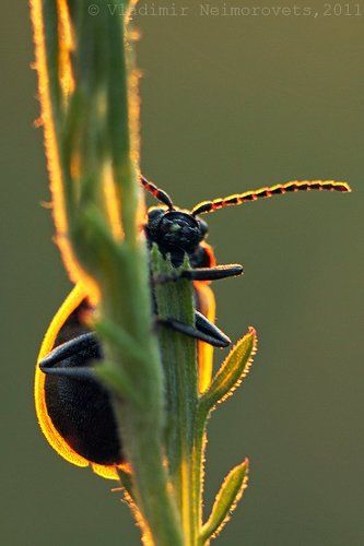 Просто садовая козявка (Galeruca pomonae)