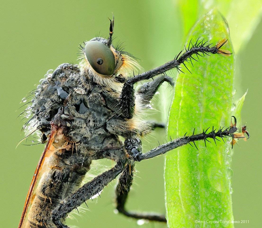 , Сергей Голубенко
