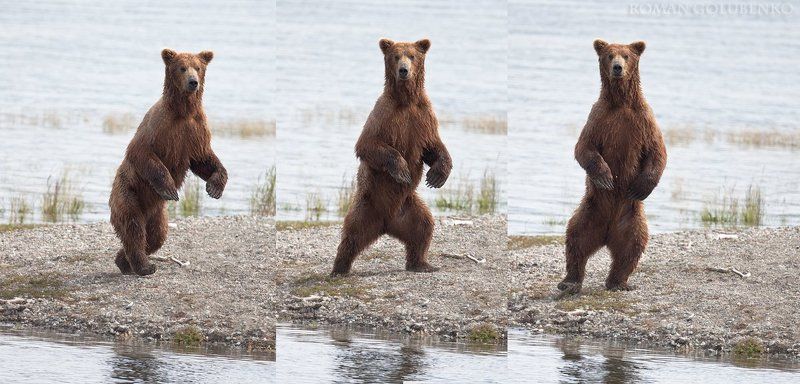 roman, golubenko, grizzly, bear, alaska Высокий мужчина в самом расцвете сил желает познакомиться / Wanna dance with me Alaska style фото превью