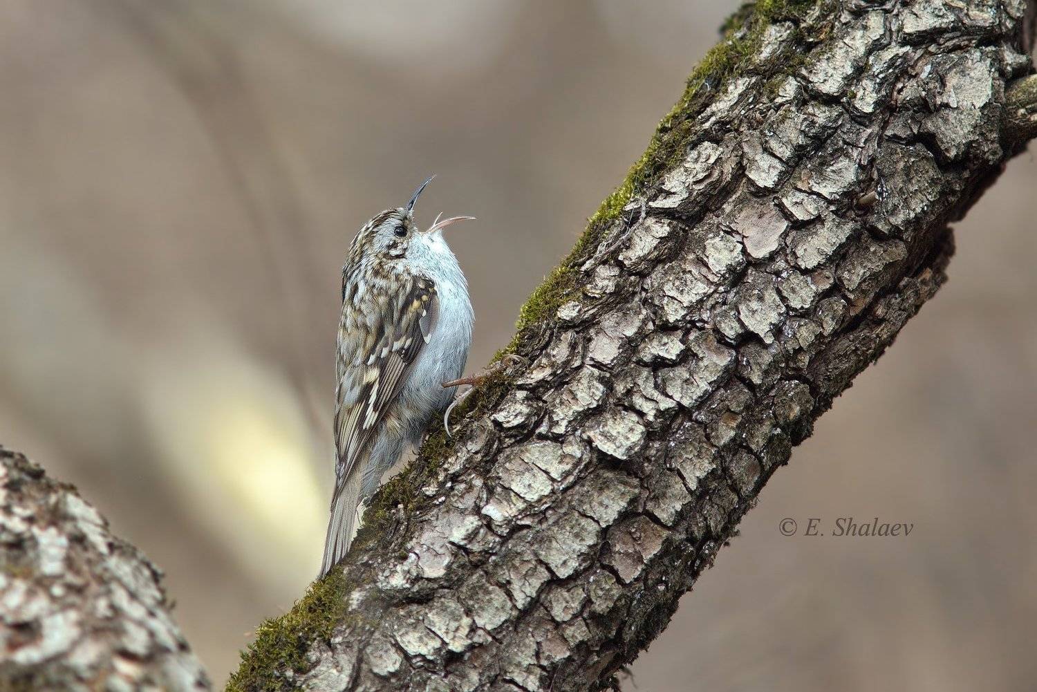 birds,certhia familiaris,eurasian treecreeper,обыкновенная пищуха,птица,птицы,фотоохота, Евгений