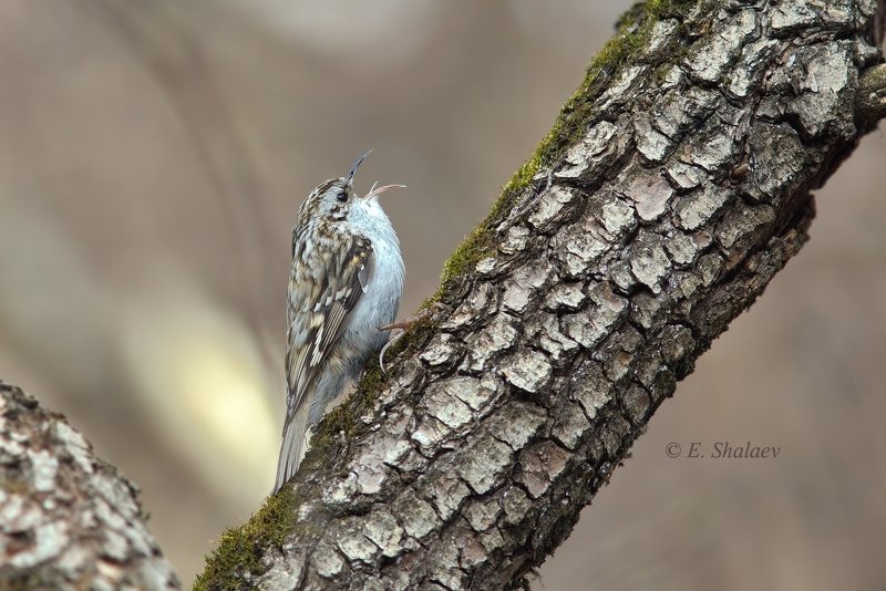 birds,certhia familiaris,eurasian treecreeper,обыкновенная пищуха,птица,птицы,фотоохота Солист больших и малых.. фото превью