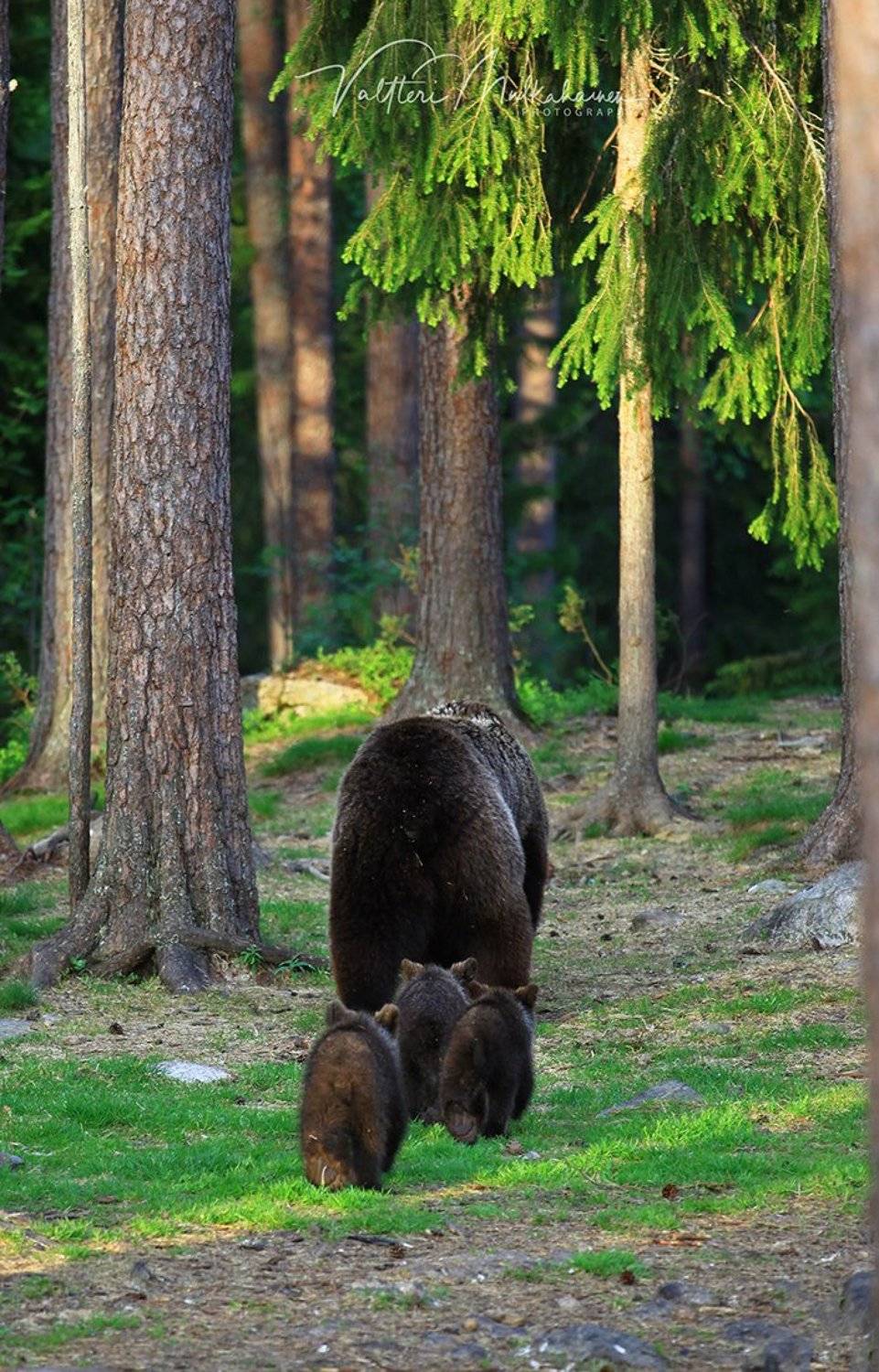 , Valtteri Mulkahainen
