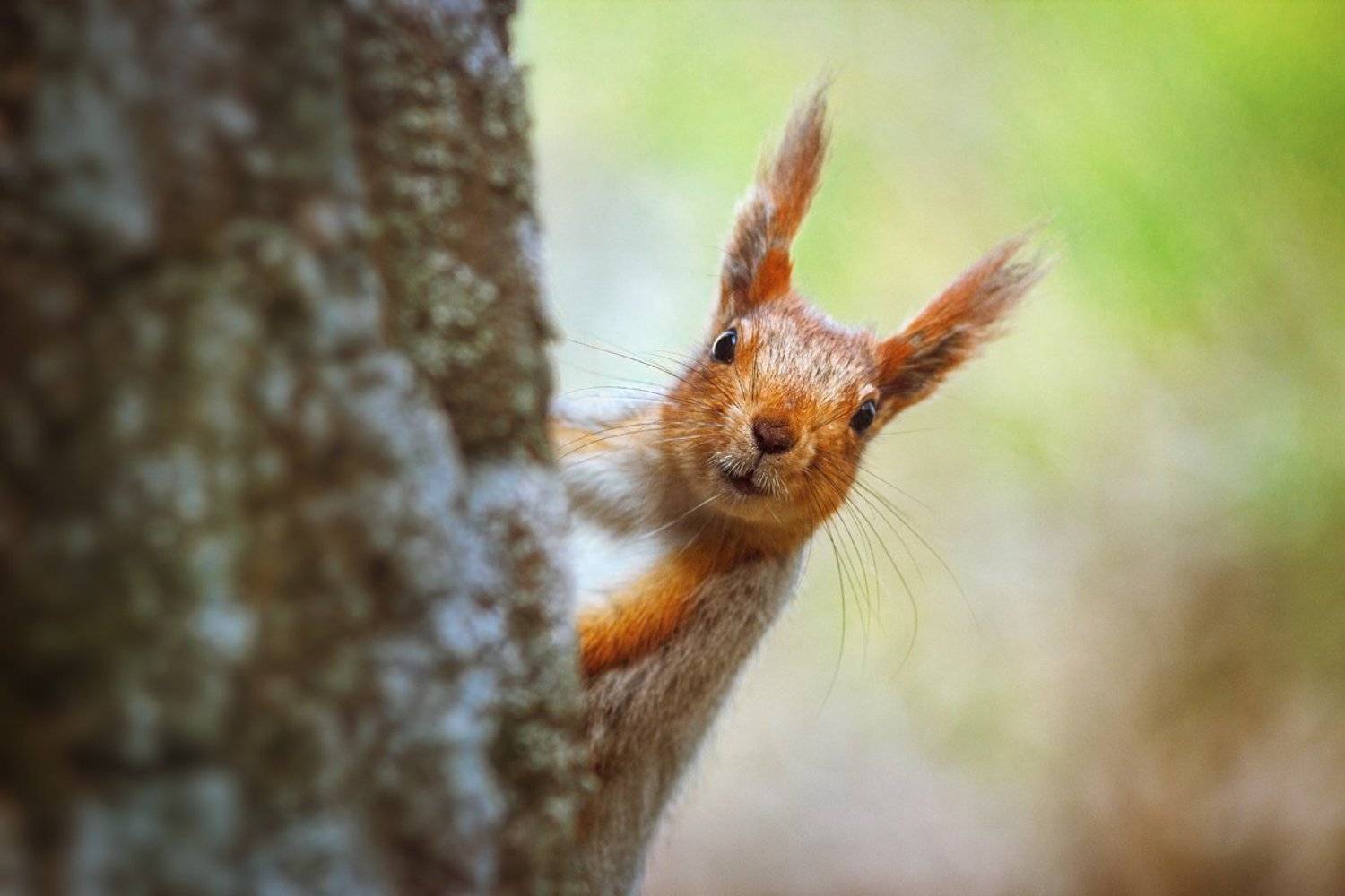 moment, момент, beautiful, красивый,  nature, природа, close-up, крупный план, manual lens, мануальная оптика, юпитер-37а, animal, животное,  forest, лесное, red, рыжая, squirrel, белка,  portrait, портрет,, Наталья Терентьева
