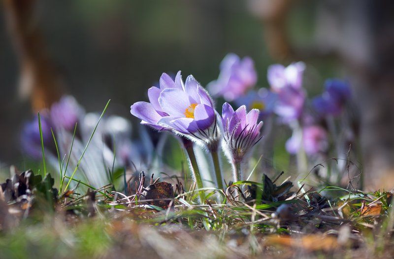 весна, цветы, сон-, трава В полуденный зной фото превью