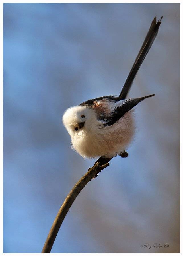 , Валерий Субачев