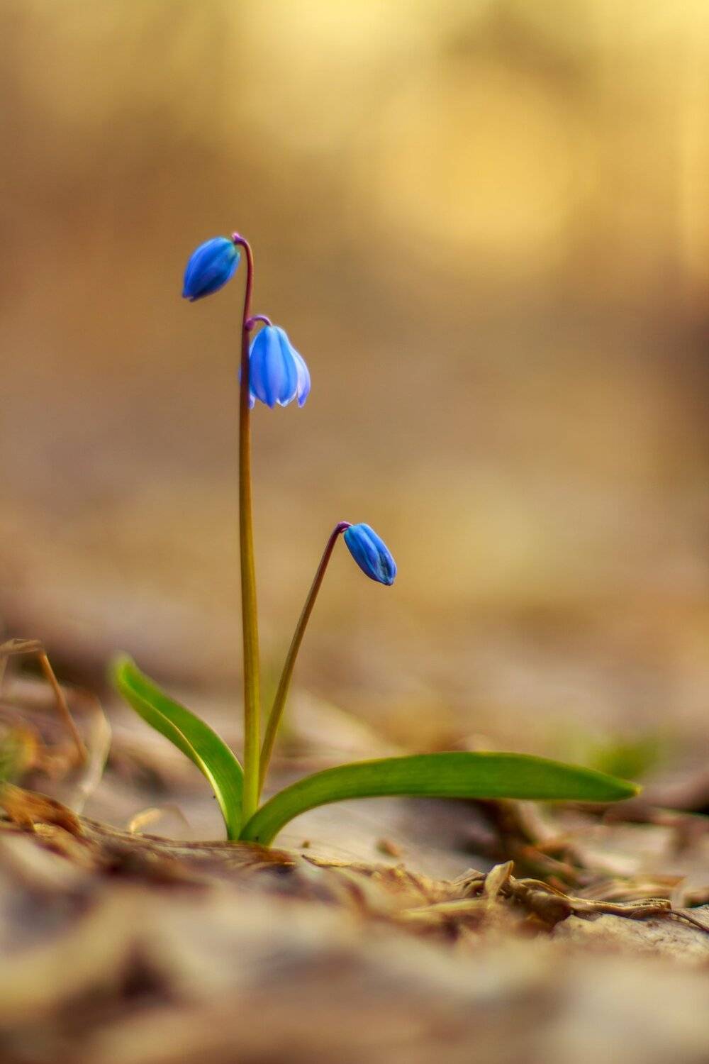 пролеска, подснежники, весна, лес, цветы, заповедник, Руслан Востриков