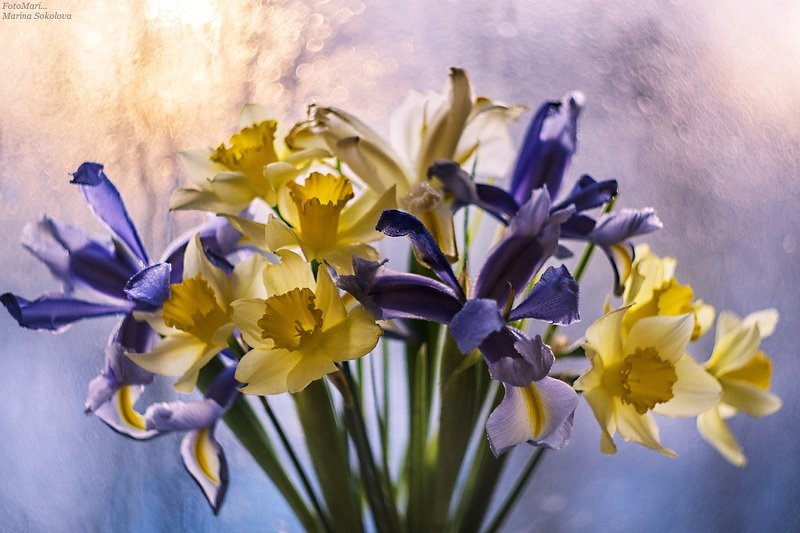 Весеннее настроение с ирисами и нарциссами... фото превью