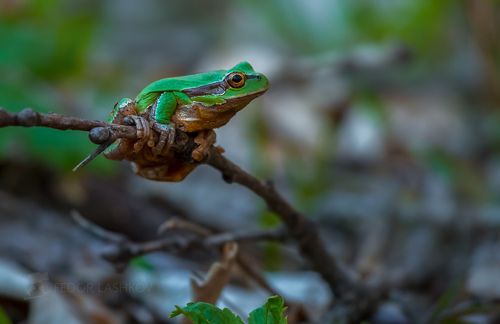 Квакша, или  древесница.