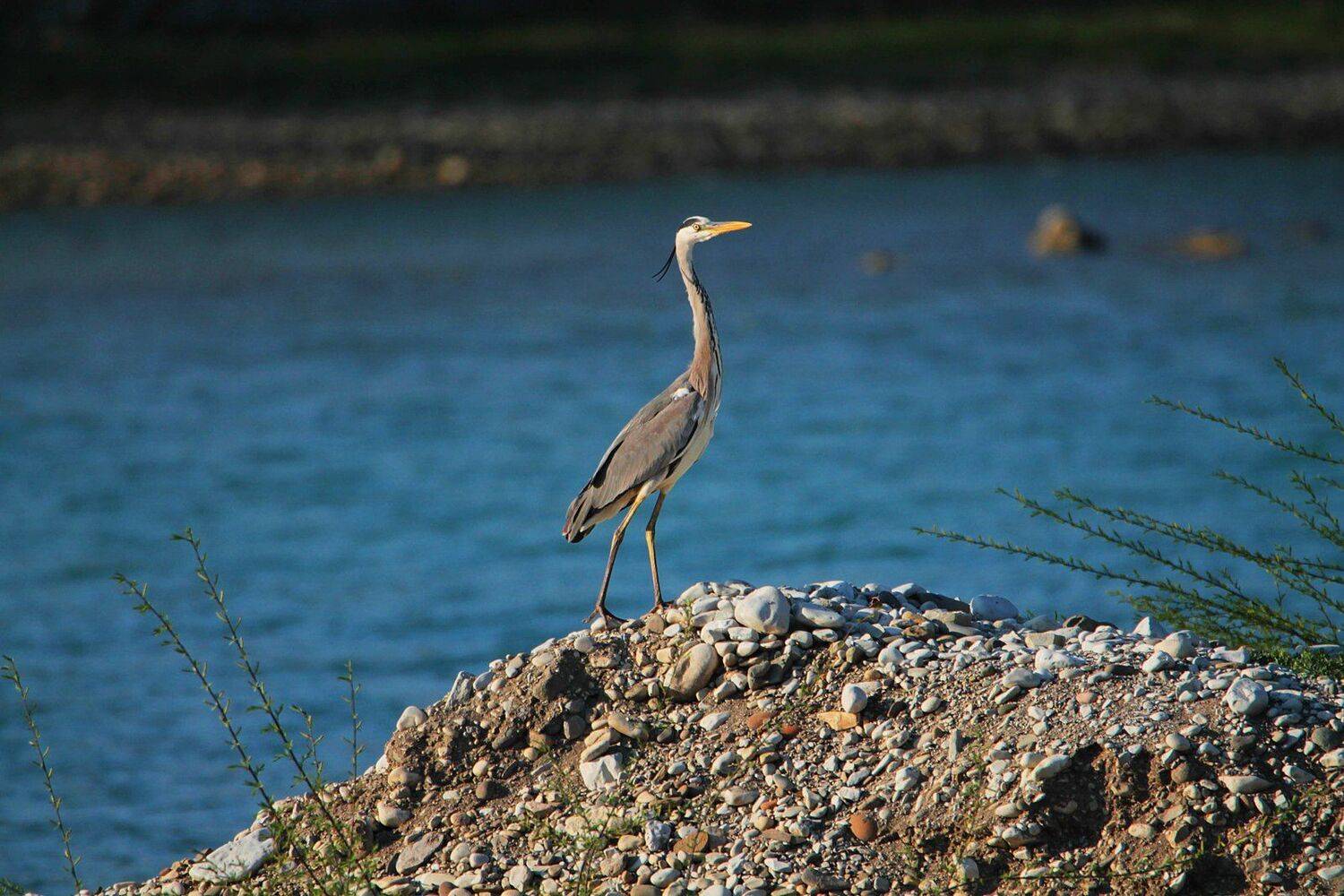 серая цапля,птица,дикая природа,, Marat Magov
