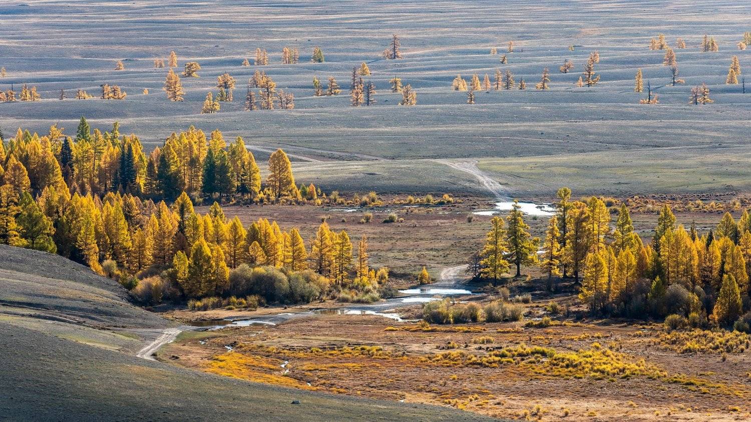 горы, алтай, горный алтай, утро, лиственница, осень, ник васильев, курай, курайская степь, золотая осень, ручей, mountains, altai, larch, autumn, kurai steppe, stream, Николай Васильев
