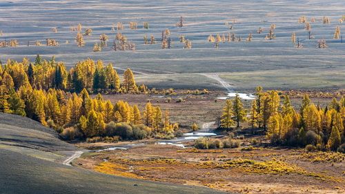 Золото Курая