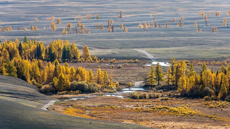 горы, алтай, горный алтай, утро, лиственница, осень, ник васильев, курай, курайская степь, золотая осень, ручей, mountains, altai, larch, autumn, kurai steppe, stream Золото Курая фото превью