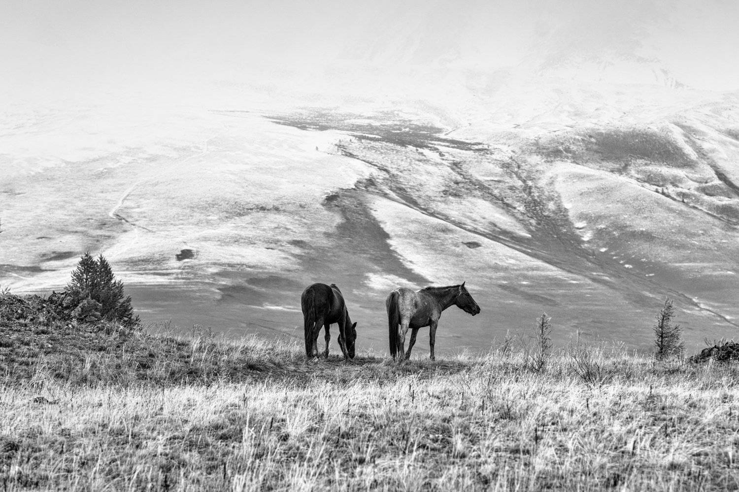 горы, алтай, горный алтай, курай, курайский хребет, лошадь, конь, монохром, ник васильев, mountains, altai, horse, monochrome, Николай Васильев