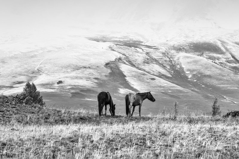 горы, алтай, горный алтай, курай, курайский хребет, лошадь, конь, монохром, ник васильев, mountains, altai, horse, monochrome Алтай в монохроме фото превью