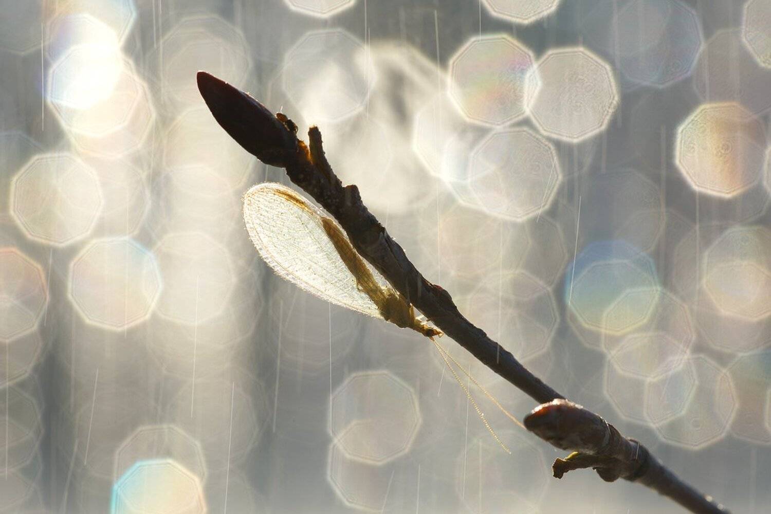 , Кузнецов Дмитрий