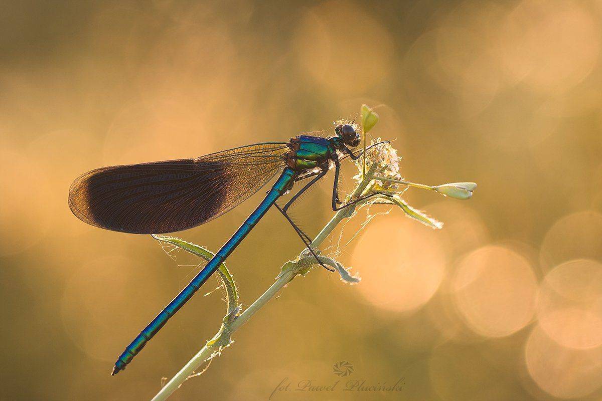 , Pawel Plucinski