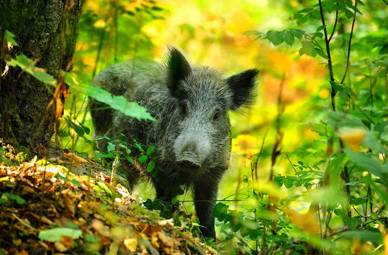 Снимаю природу, Фотоохота,  *** фото превью