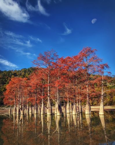 Болотные Кипарисы на озере Сукко