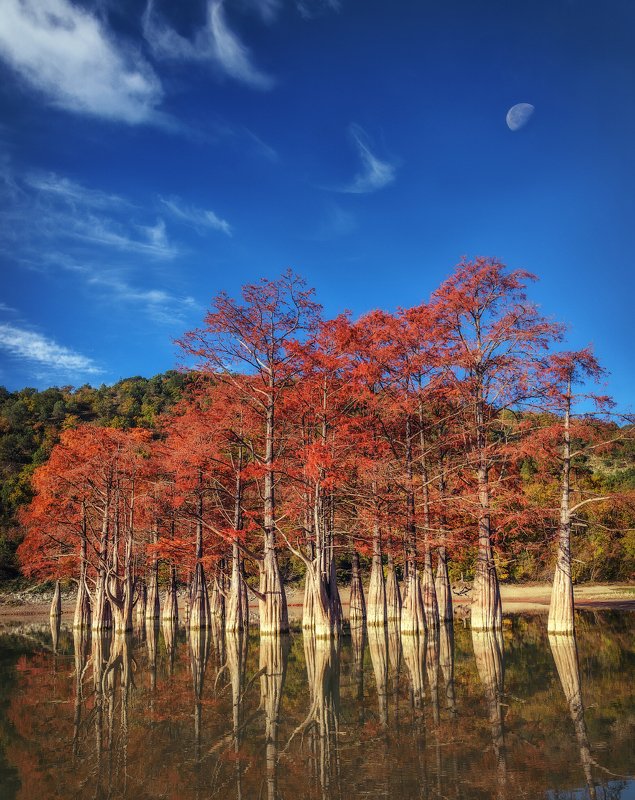 болотные кипарисы, озеро, сукко, осень, Болотные Кипарисы на озере Сукко фото превью